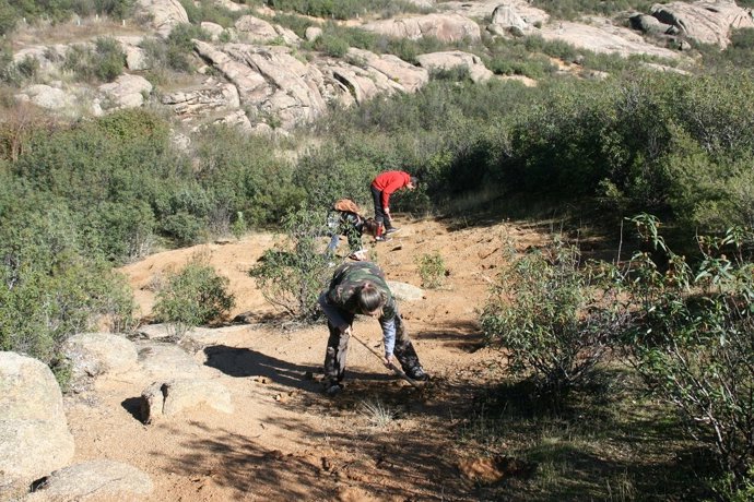 Reforesta plantando árboles en La Pedriza