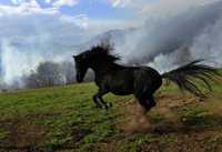 Galería: los incendios asolan el norte de España