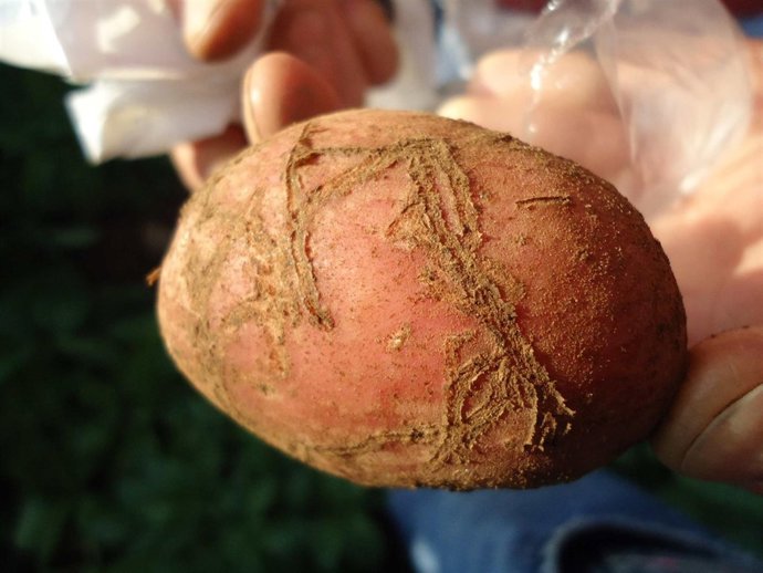 Patata afectada por el escarabajo