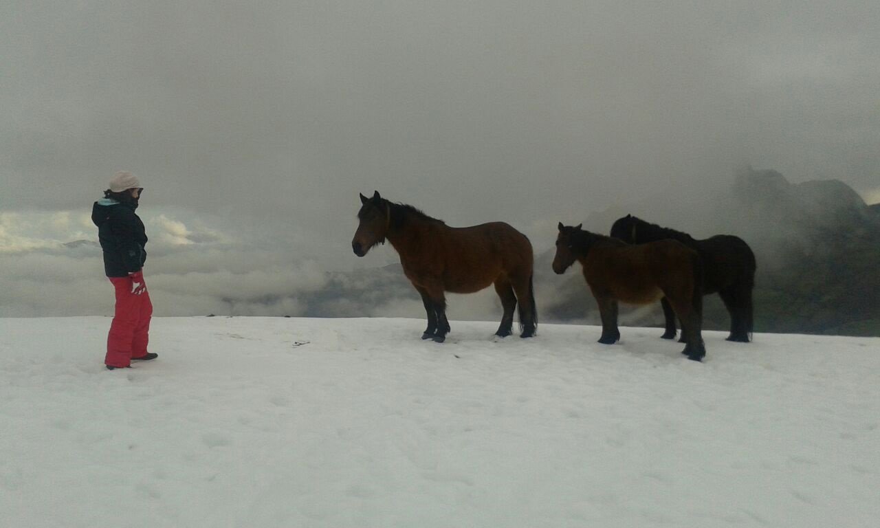 Nieve, temporal, caballos, asturias