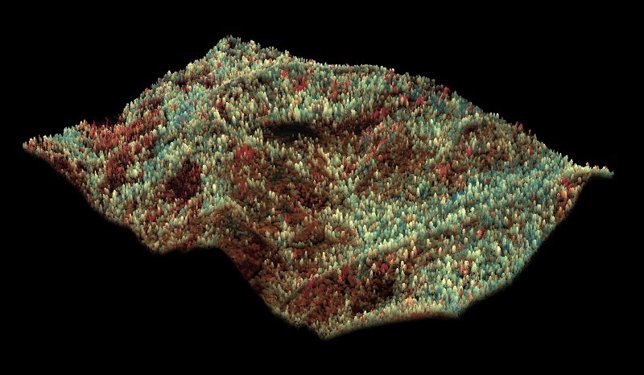 Estrés hídrico en un bosque de California