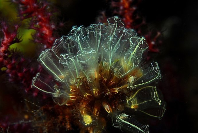 Colonia de tunicados, coral, mar, océano, bicho, profundidad marina