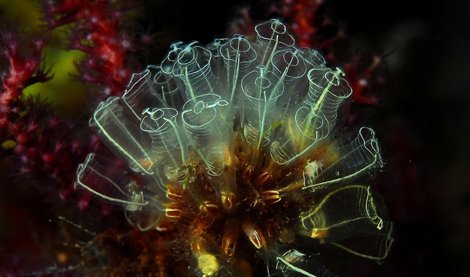 Cooperación y Desarrollo