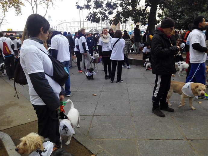 V edición de la Sanperrestre, en Madrid