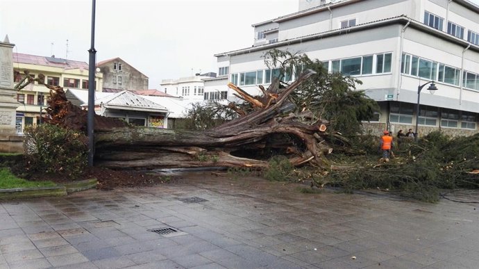 Un árbol caído por el temporal en Galicia