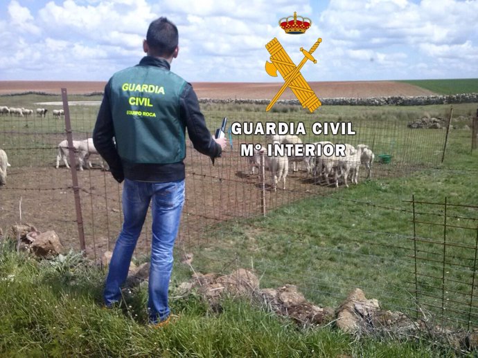 Imagen facilitada por la Guardia Civil sobre el robo de las ovejas