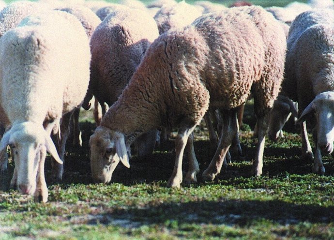 Imagen de unas ovejas pastando
