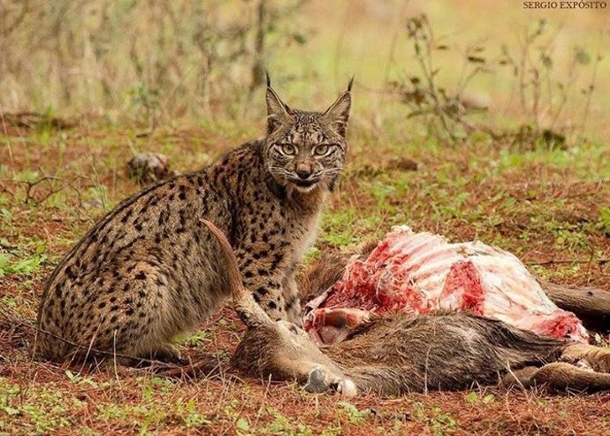 Lince con su presa.