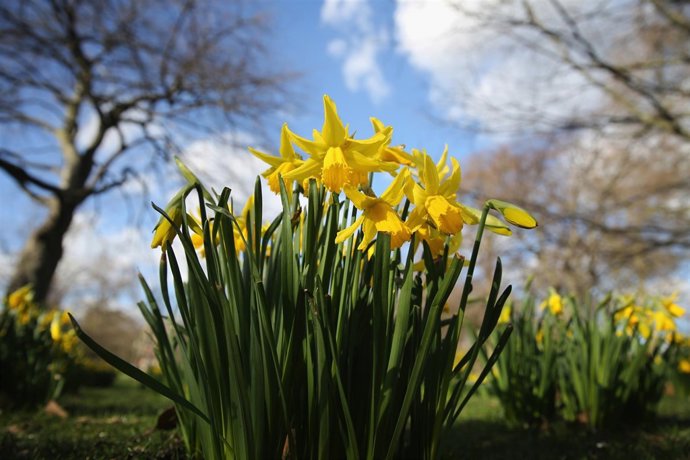 Flores, flor, primavera. 