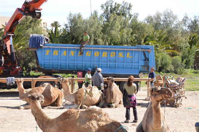 Fotos Logistica Camellos