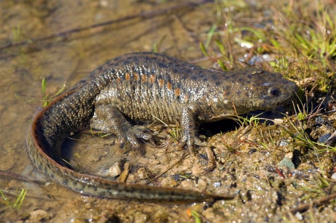 Ón Reproductora De Gallipato En Sierra Espuña