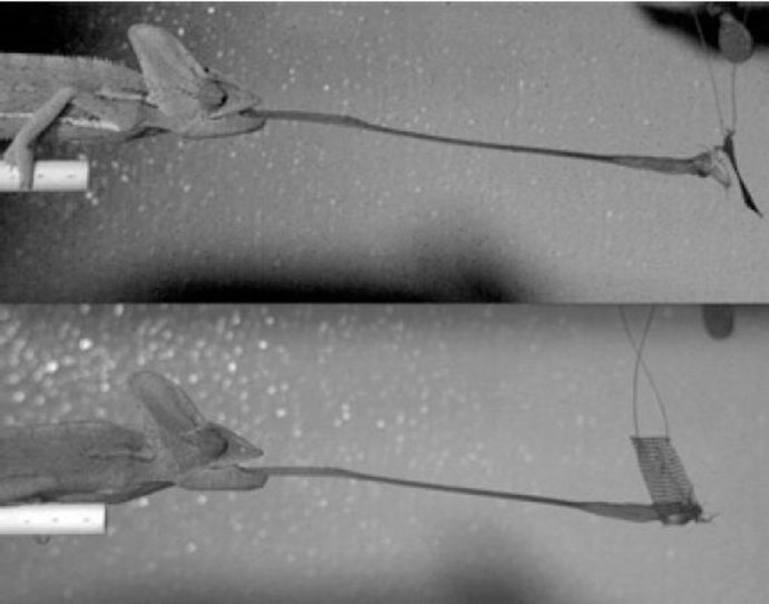 Camaleón sometido al estudio