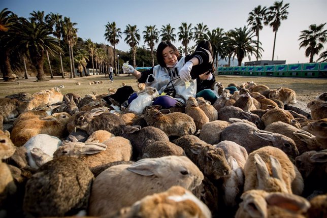 Okunoshima, la isla japonesa de conejos