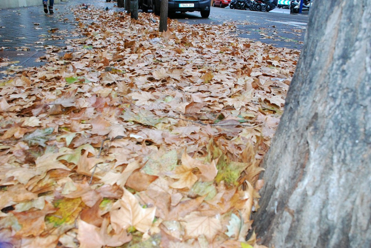 Imagen de una calle con acumulación de hojas