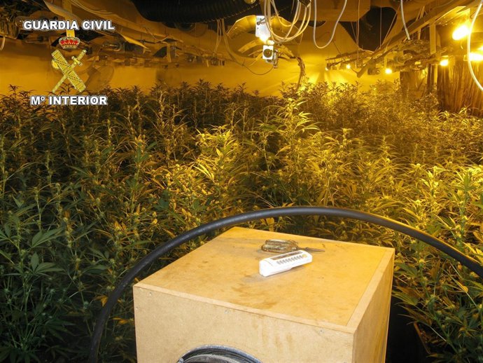 Plantación de marihuana en Benidorm