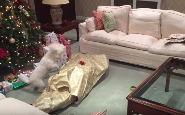 Un perro se alegra cuando abre regalo de Navidad con su dueño