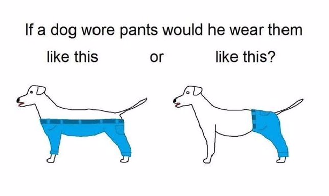 Debate sobre cómo deberían llevar pantalones los perros