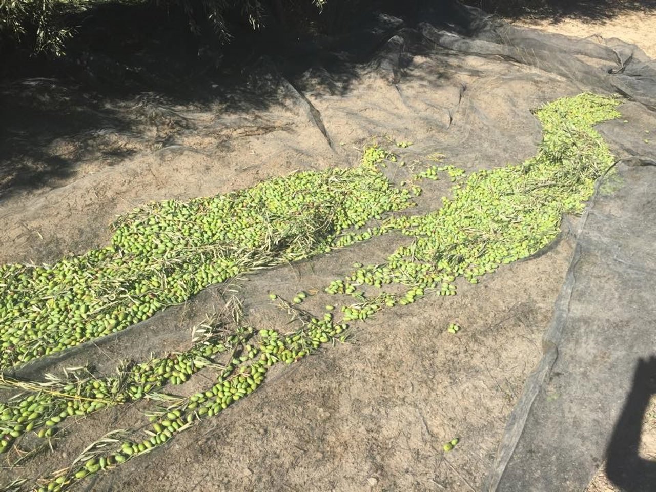 Tajo de recogida de aceituna