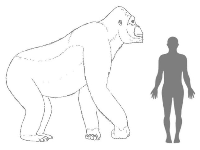 Comparación de Gigantopecus con ser humano