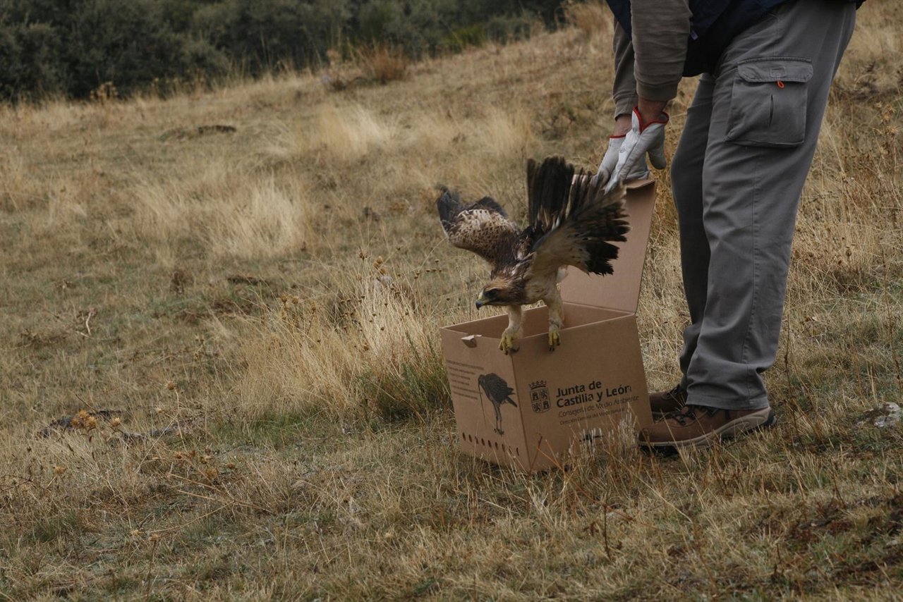 Suelta de un águila