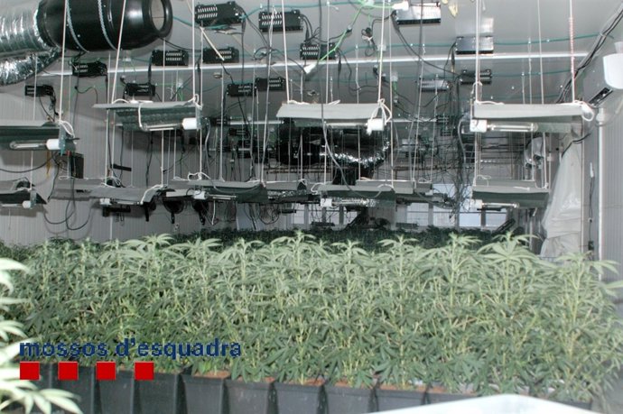 Tres detenidos en Palamós (Girona) por tener 636 plantas de marihuana