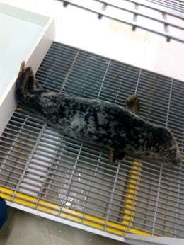 Foca localizada en Llanes