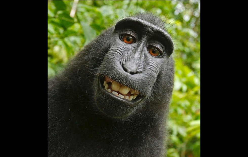 Foto: WIKIMEDIA COMMONS