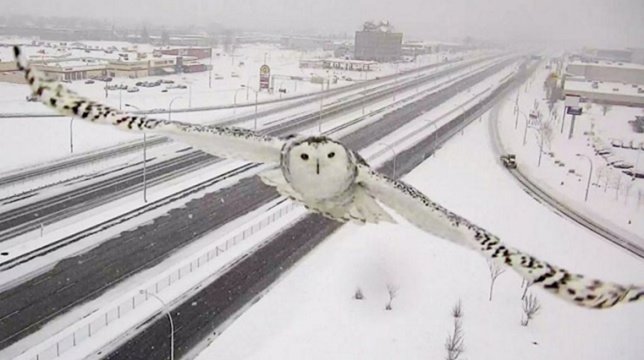 Las cámaras de tráfico capturan un gran búho blanco en pleno vuelo