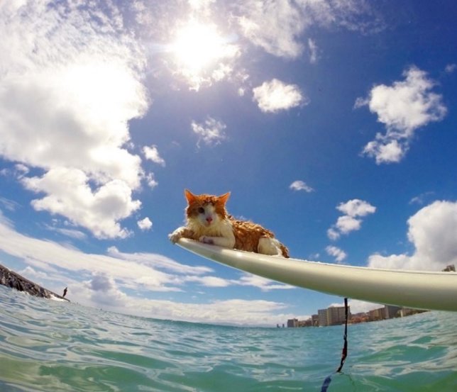 Gato surfea en las aguas de Honolulu, Hawaii