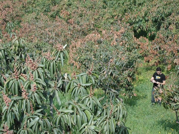 Genoma de la bacteria necrosis mango