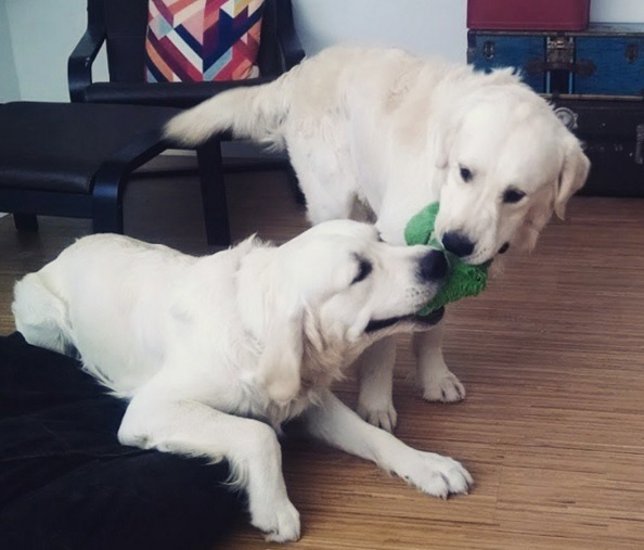 Time-lapse muestra en 2 minutos el crecimiento de dos perros en 35 semanas