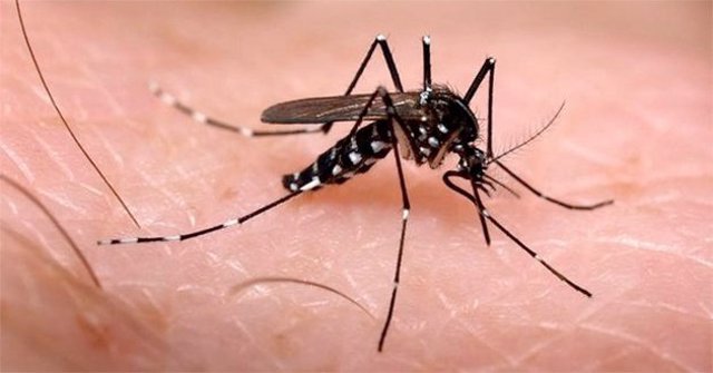 Conoce los síntomas del chikungunya para prevenir su contagio