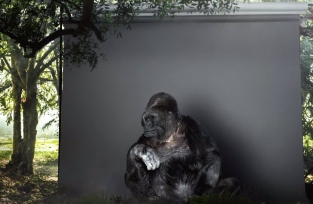 Koko, la gorila que puede comunicarse con los humanos