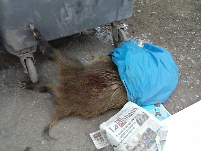 Vecinos de Lleida encuentran dos jabalíes muertos en un basurero
