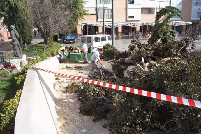 Cáida de un ficus en Totana