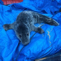 La cría de foca localizada en Oriñón