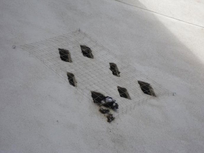 Faada denuncia a Sant Cugar por un delito contra la fauna