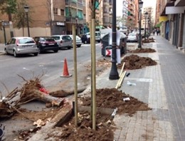 Tala de árboles en la ciudad de Valencia