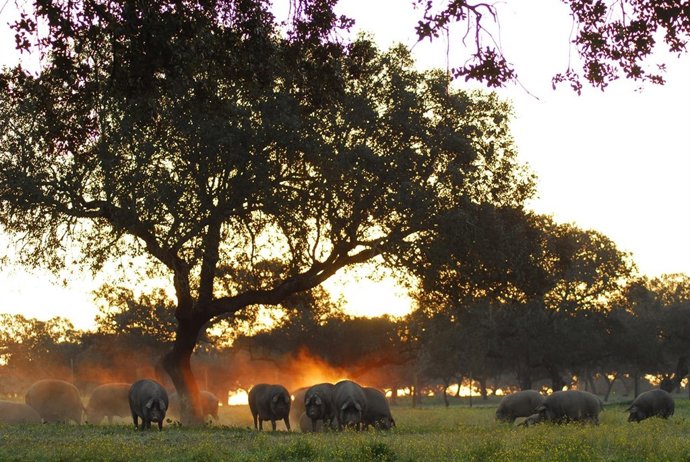 Señorío de Montanera