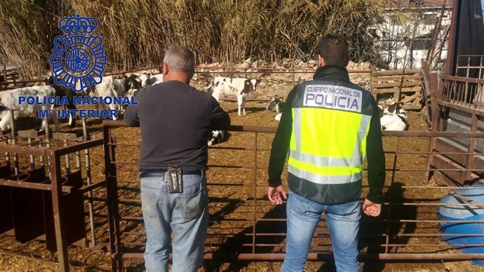 Detenido por hurto de reses en explotación agrícola