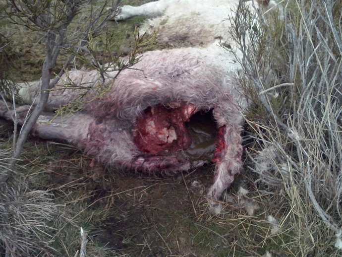 Ataque de lobos en San Martín de la Vega del Alberche