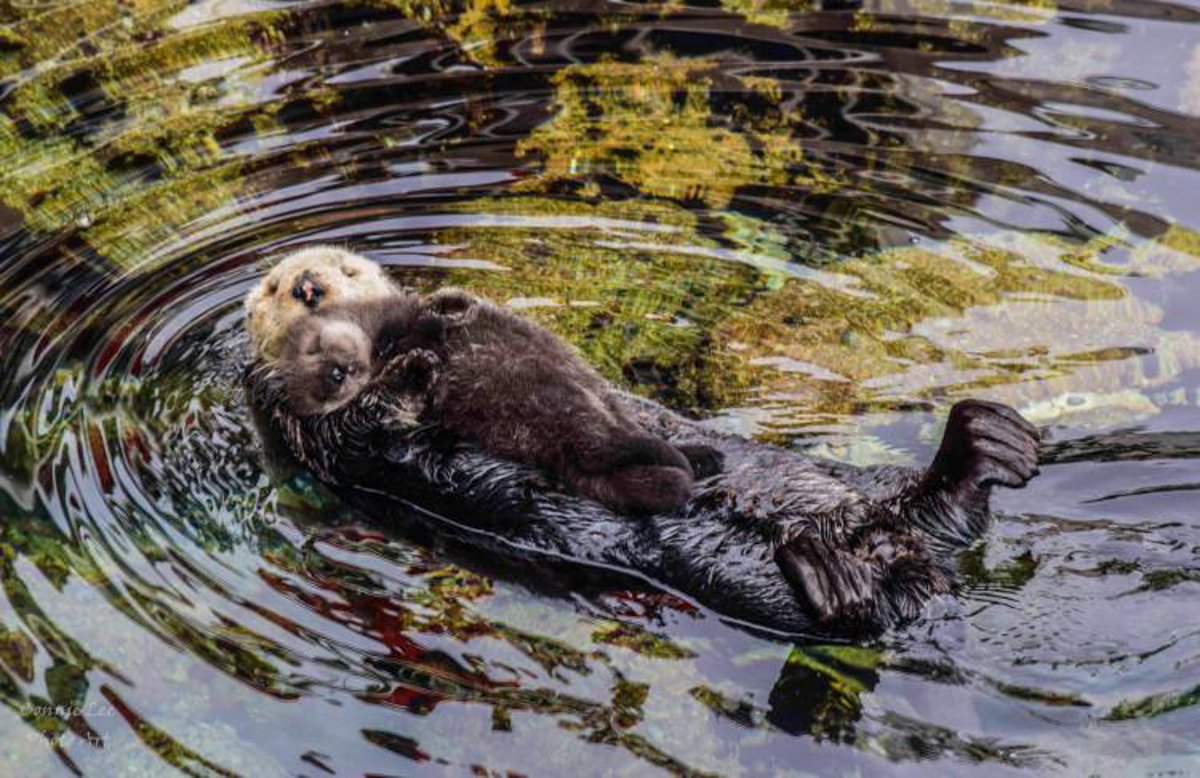 Una Cria De Nutria Duerme En El Vientre De Su Madre Y Sus Fotos De Hacen Virales