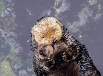 Una Cria De Nutria Duerme En El Vientre De Su Madre Y Sus Fotos De Hacen Virales