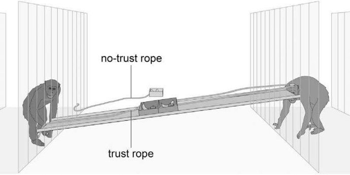 Versión para chimpancés del juego de la confianza