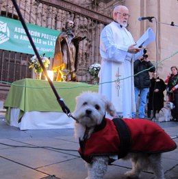 Misa De San Antón Bendecir Animales Perro