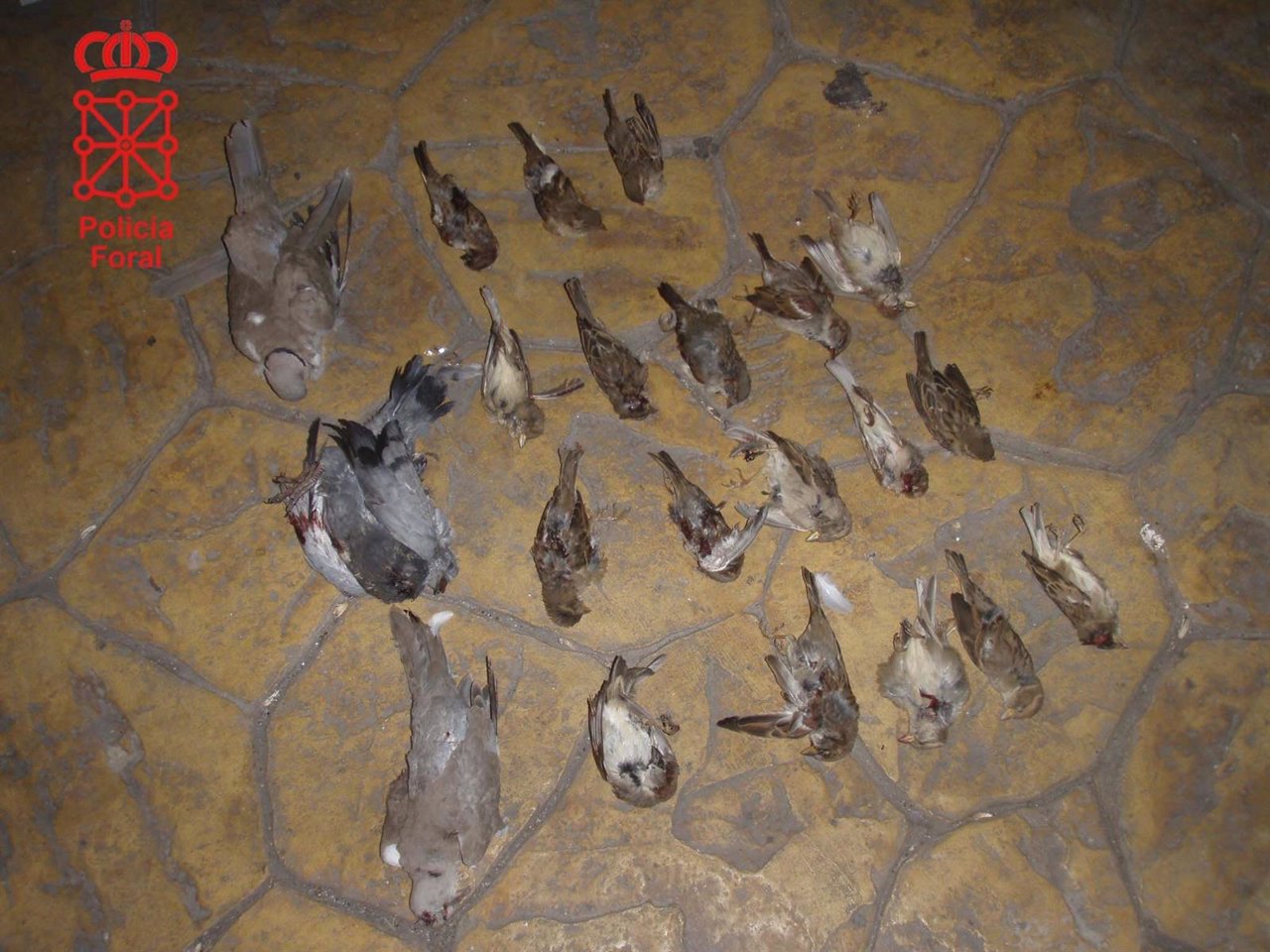 Ejemplares de palomas y gorriones muertos por disparos de perdigón en Marcilla.