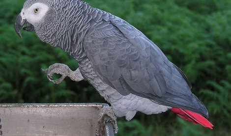 Cooperación y Desarrollo