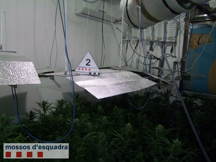 Plantación de marihuana en un piso de Creixell