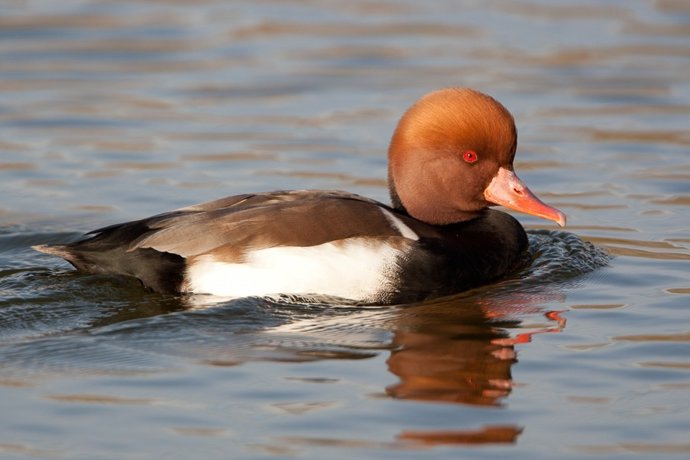 Ejemplar de pato colorado