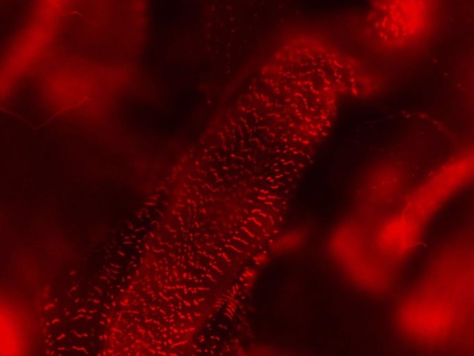  Corazón De La Mosca ‘Drosophila Melanogaster’ Visto Por El Microscopio